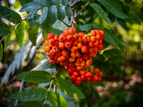 découvrez des idées de collations saines et savoureuses qui allient plaisir et nutrition. que vous cherchiez des alternatives aux snacks traditionnels ou des recettes faciles à réaliser, trouvez l'inspiration pour des encas délicieux qui favorisent votre bien-être.