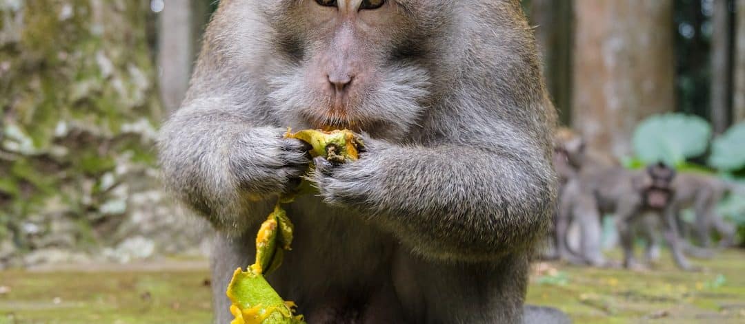 découvrez l'art de la pleine conscience appliqué à l'alimentation avec notre guide sur le mindful eating. apprenez à savourer chaque bouchée, à mieux connaître vos sensations alimentaires et à instaurer une relation équilibrée avec la nourriture pour une vie saine et épanouie.