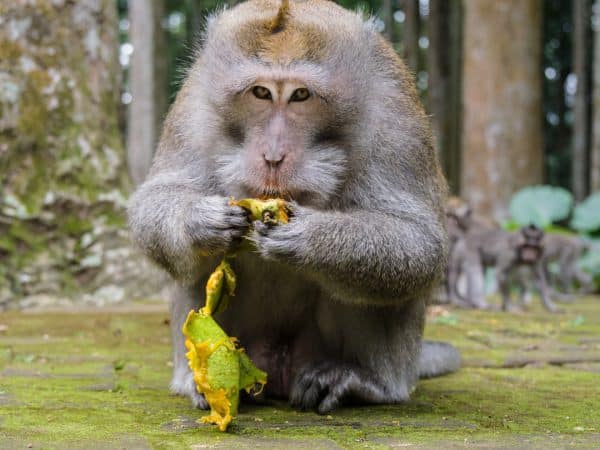 découvrez l'art de la pleine conscience appliqué à l'alimentation avec notre guide sur le mindful eating. apprenez à savourer chaque bouchée, à mieux connaître vos sensations alimentaires et à instaurer une relation équilibrée avec la nourriture pour une vie saine et épanouie.