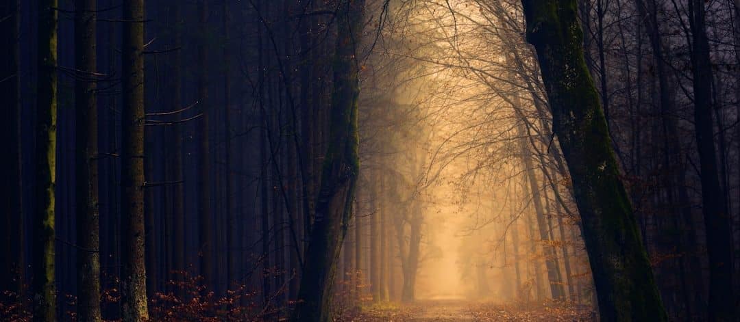 découvrez la beauté et la diversité de la nature à travers ses paysages enchanteurs, sa faune fascinante et sa flore luxuriante. plongez dans un univers où chaque élément contribue à l'harmonie de notre planète.