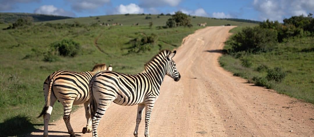 découvrez l'excitation d'un safari inoubliable en pleine nature, où vous pourrez observer la faune sauvage dans son habitat naturel. vivez des aventures uniques, des paysages à couper le souffle et des moments magiques au cœur de la biodiversité.