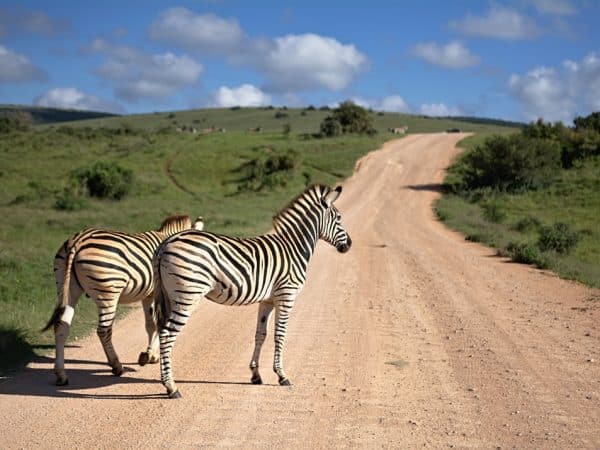 découvrez l'excitation d'un safari inoubliable en pleine nature, où vous pourrez observer la faune sauvage dans son habitat naturel. vivez des aventures uniques, des paysages à couper le souffle et des moments magiques au cœur de la biodiversité.