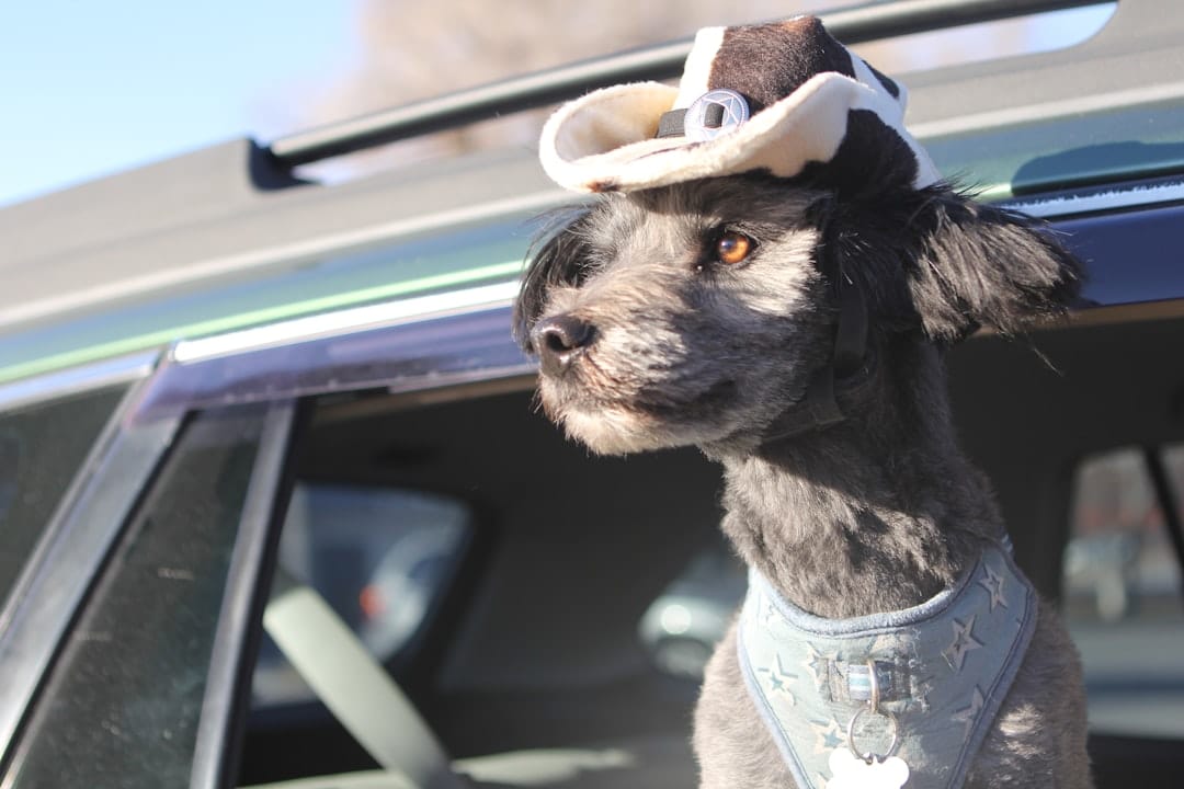 découvrez les accessoires indispensables pour votre road trip. que ce soit pour le confort, la sécurité ou le divertissement, notre sélection d'ustensiles rendra votre voyage inoubliable. préparez-vous à l'aventure avec le bon équipement !